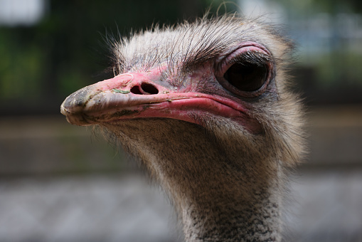 Ostrich portrait