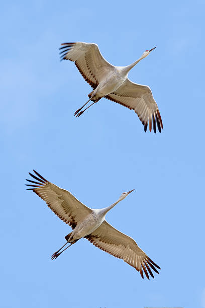 Flying cranes Sandhill cranes flying against the blue sky at Bosque del Apache national wildlife refuge in New Mexico. eurasian crane stock pictures, royalty-free photos & images
