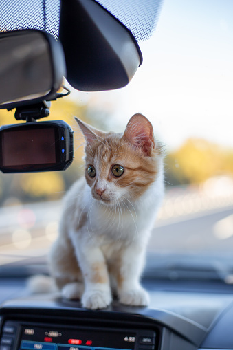 Cute ginger kitten on the dashboard in the car. Transportation and travel with pets.