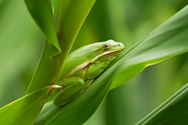 istock Green tree frog on garden leaves 158533670