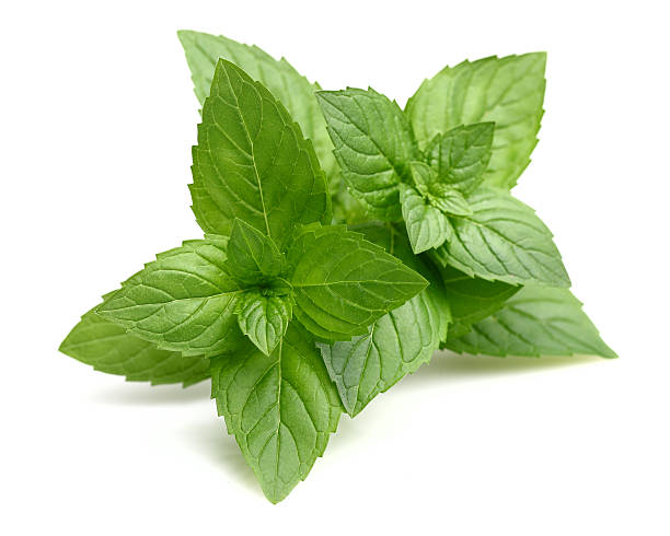istock Leaves of mint 158534096