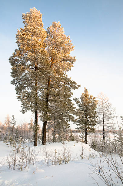 en hiver, la sibérie occidentale. - tony snow photos et images de collection