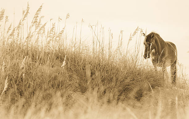 istock Beautiful wild horse 158534495