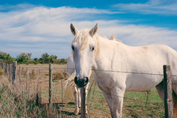 das camargue-pferd weidet in der camargue in südfrankreich und gilt als eine der ältesten pferderassen der welt. - france camargue camargue horse ancient stock-fotos und bilder