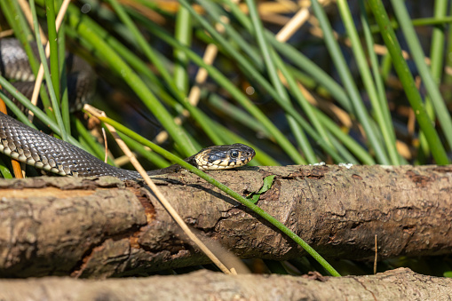 Female grass snake (Natrix natrix) crawling on a tree trunk.