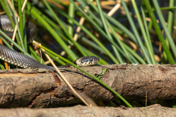 Female grass snake (Natrix natrix) stock photo