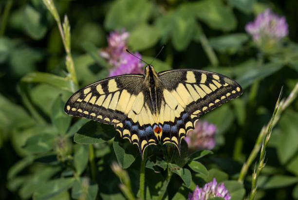 istock Papilio machaon, the Old World swallowtail 1585355168