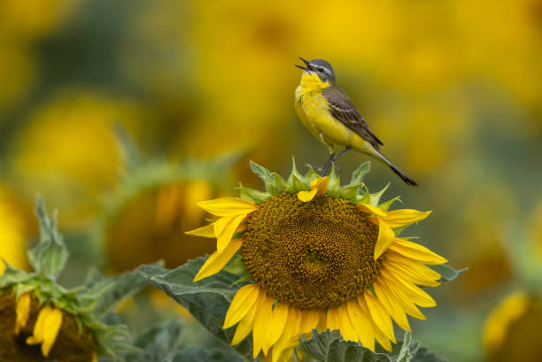 istock Singing male western yellow wagtail (Motacilla flava) 1585355169