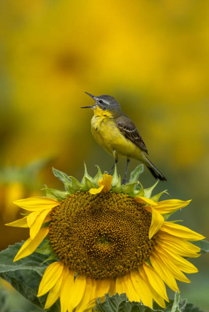 istock Singing male western yellow wagtail (Motacilla flava) 1585355398