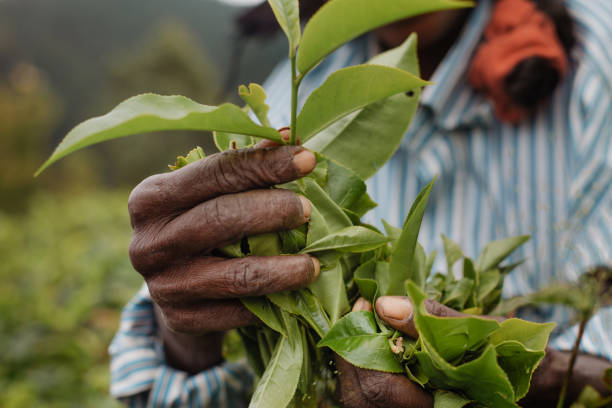 istock tea pickers' hands in Sri Lanka 1585362922