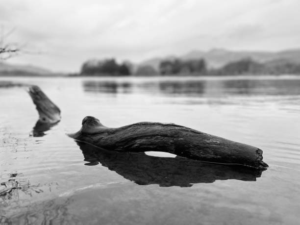 Driftwood on Derwentwater in Cumbria