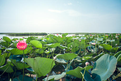 lotus fields in Astrakhan