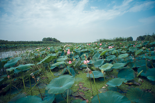 lotus fields in Astrakhan