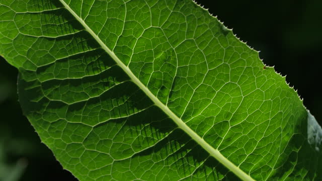 Macro 4K video of wild plant leaf veins