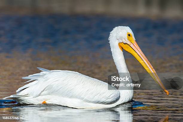 Biały Pelikan Osuwaniu - zdjęcia stockowe i więcej obrazów American White Pelican - American White Pelican, Bez ludzi, Fotografika