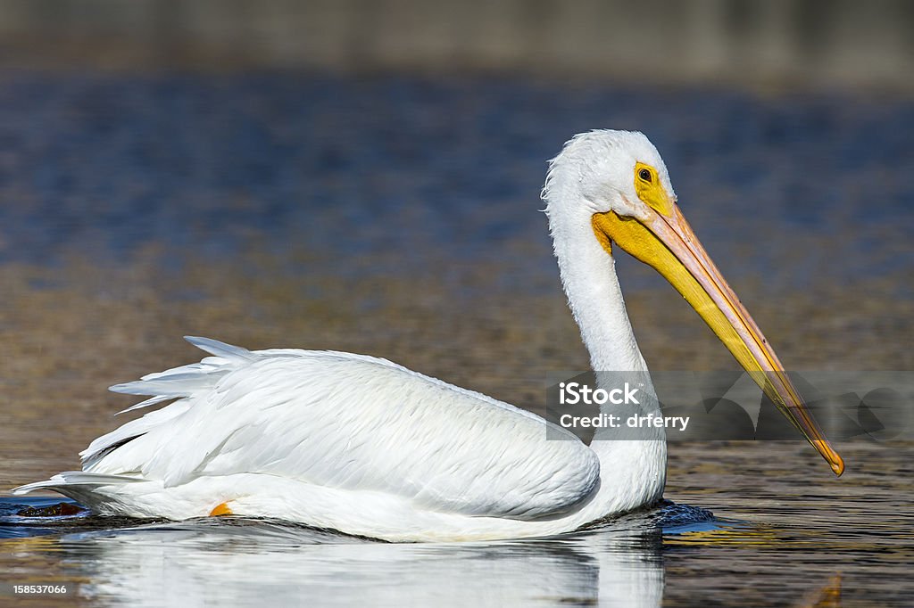 Pelicano Branco e Dispersaweather condition - Royalty-free Ao Ar Livre Foto de stock