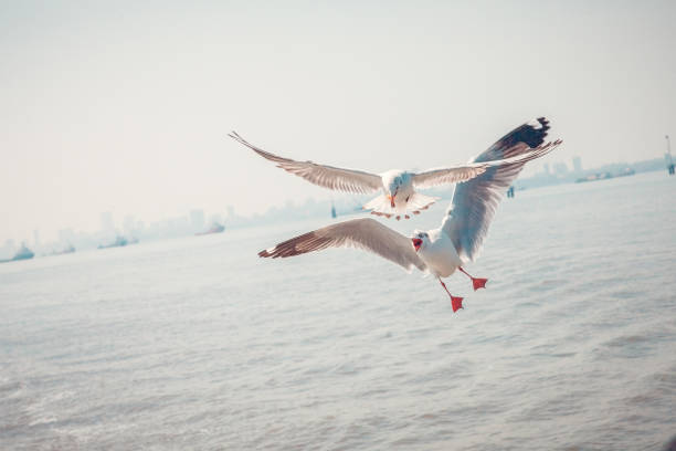 two seagulls passing food to each other