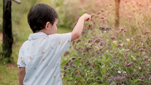 boy in the pink purple flower field with butterfly flying around, Hand touching the  flower