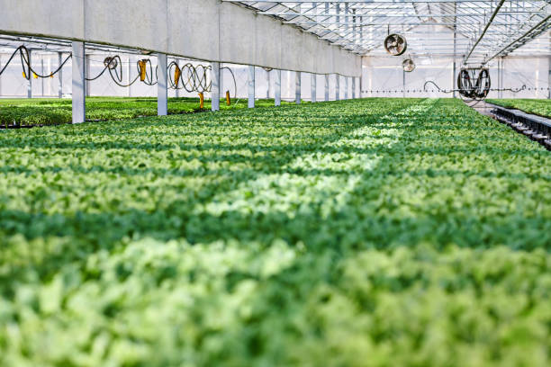 istock Smart Agricultural Greenhouse 1585376526