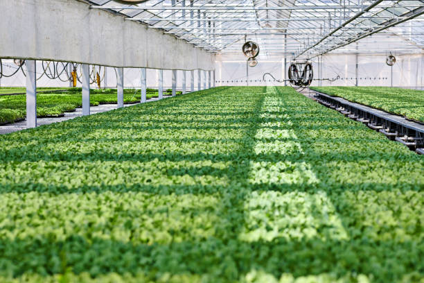 istock Smart Agricultural Greenhouse 1585376530