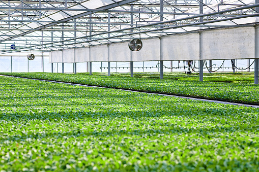 commercial greenhouse full with blooming flowers