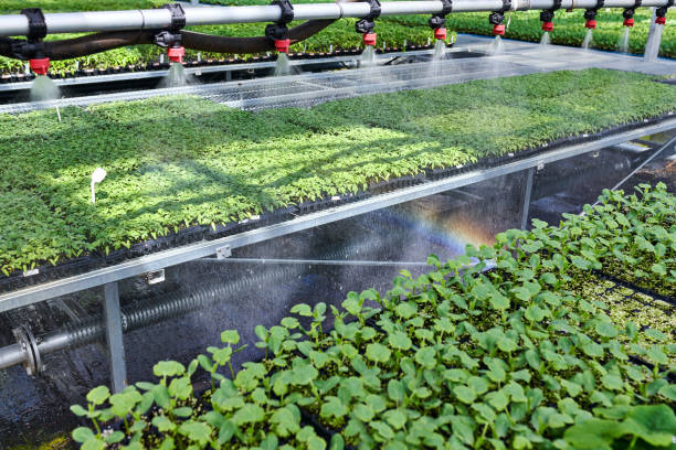 istock Close-up of Irrigation System at Sprinkling Water 1585376534