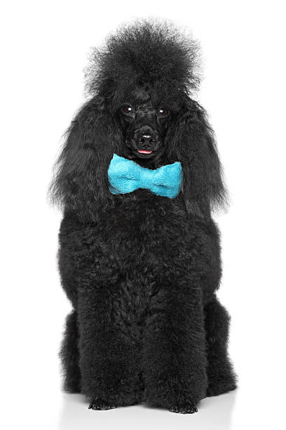 istock Miniature poodle with blue bow on a white background 158537705