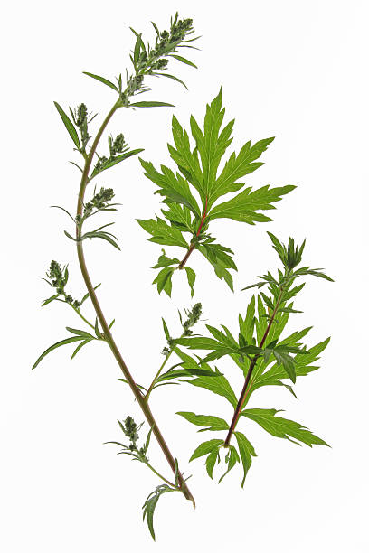 Artemesia mugworts over a white background stock photo