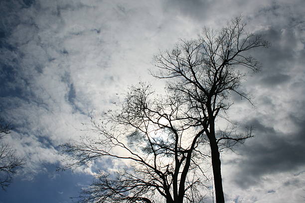 Trees and Cloudscape stock photo