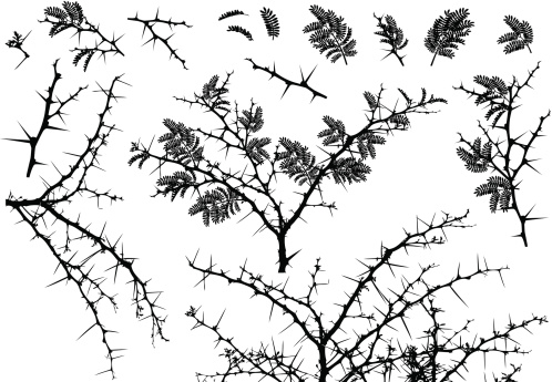 Vector Silhouettes of various African Acacia branches with leaves and thorns