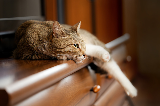 A domestic cat lies on a chest of drawers in a room. Shallow focus.