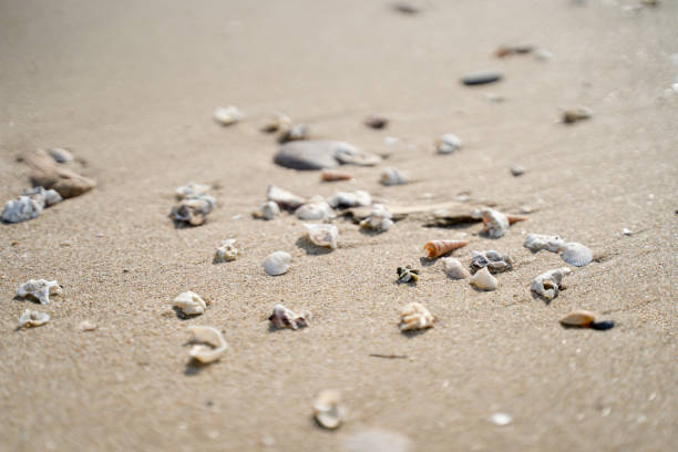istock The scenery along the coast 1585396653