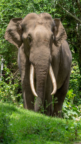 istock Asian elephant (Elephas maximus) crossing the road 1585398252