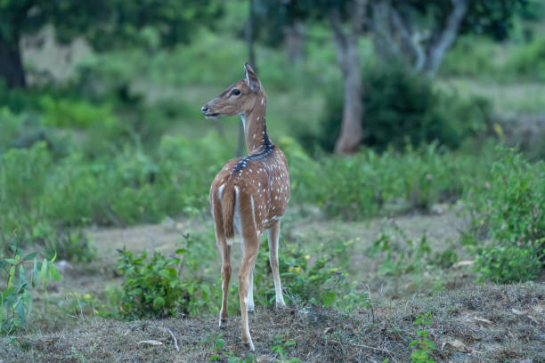 istock Stag or chital (Axis axis) also known as the spotted deer 1585398300