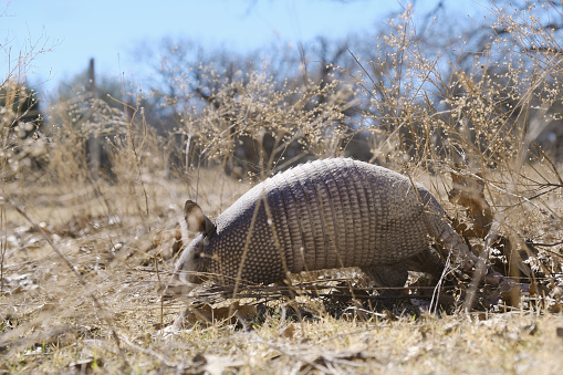 wild nine-banded armadillo in Texas field