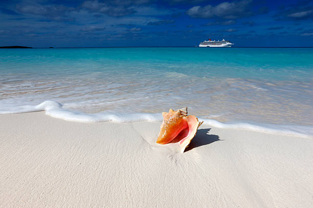 istock Conch shell on the coast of a tropical beach 158540478