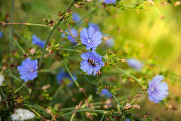 istock Chicory with a bee. Cichorium intybus 1585405217
