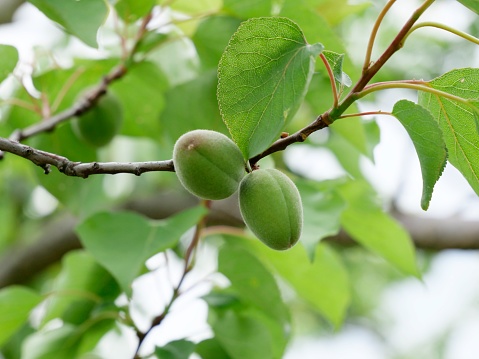 Two unripe plums on a tree