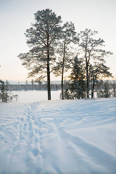 en hiver, la sibérie occidentale. - tony snow photos et images de collection