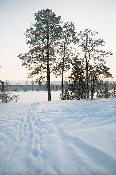 inverno, sibéria ocidental. - tony snow fotos imagens e fotografias de stock