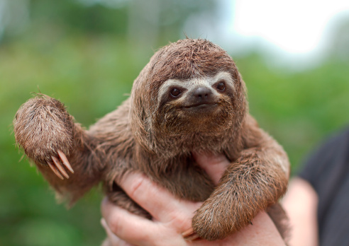 Baby sloth from the peruvian amazon