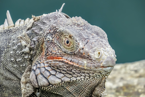 The rare Cayman Blue Iguana (Cyclura lewisi) is protected in the Queen Elizabeth II Botanic Park, where you can find the real natural habitat of this surprising creature. East End, Grand Cayman, Cayman Islands. 