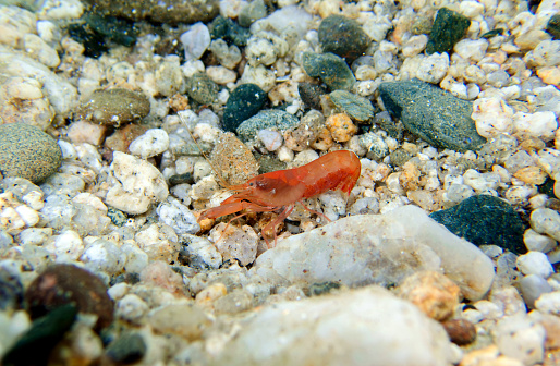 Alpheus macrocheles, also known as the orange European snapping prawn, is a species of snapping shrimp within the family Alpheidae