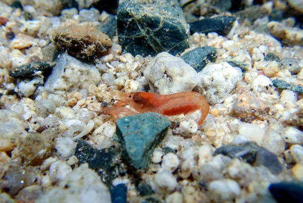 Alpheus macrocheles, also known as the orange European snapping prawn, is a species of snapping shrimp within the family Alpheidae
