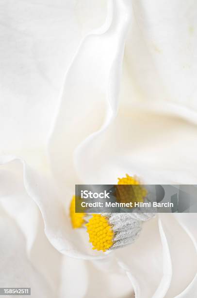 Foto de Lírio Calla Detalhe e mais fotos de stock de Amarelo - Amarelo, Beleza, Branco