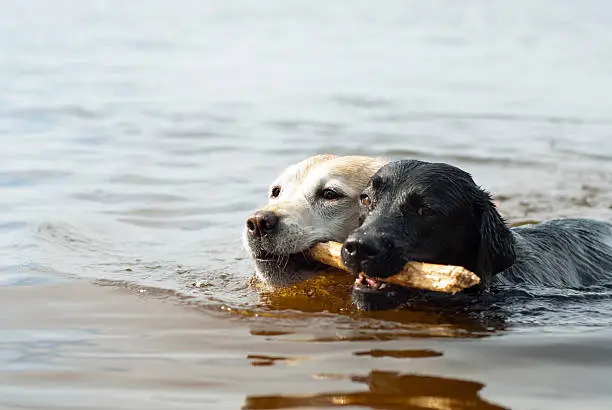 Photo of Labradors