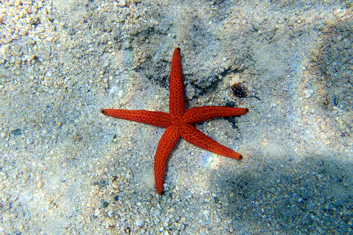 Red cushion sea star or West Indian sea star (Oreaster reticulatus) undersea, Atlantic Ocean, Cuba, Varadero