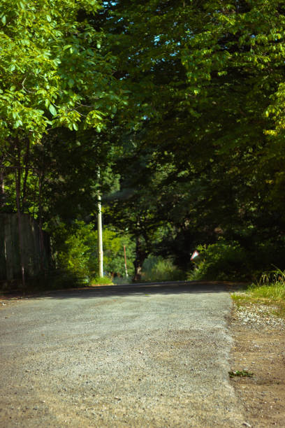 istock Asphalt road going in green trees 1585447707