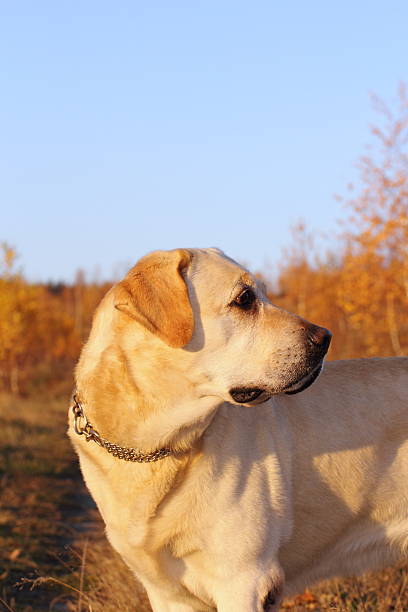 istock hunting dog in the woods 158544788
