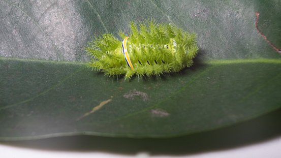 Nettle caterpillar an insect with green spikes color with yellow and black stripe on the body stays on green leaf